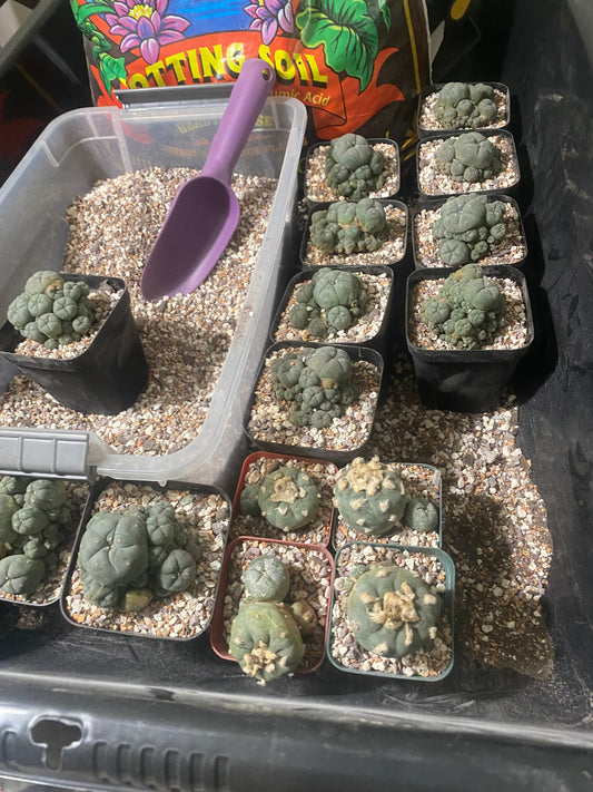 How to Grow and Use Lophophora (Peyote) Legally Through Religious Exemption