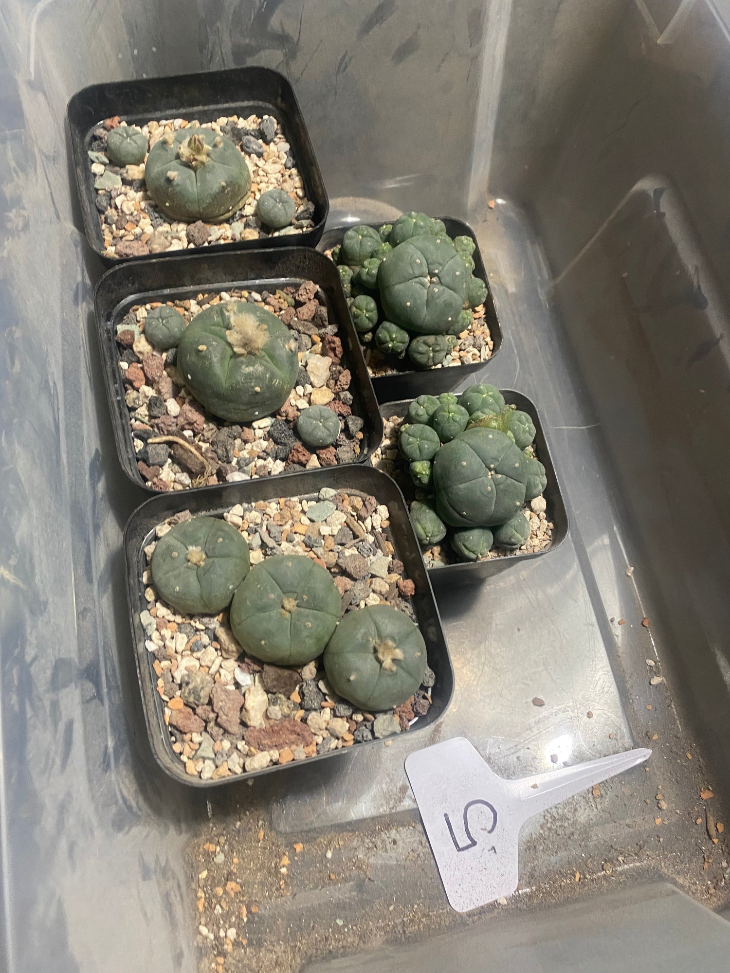 Lophophora