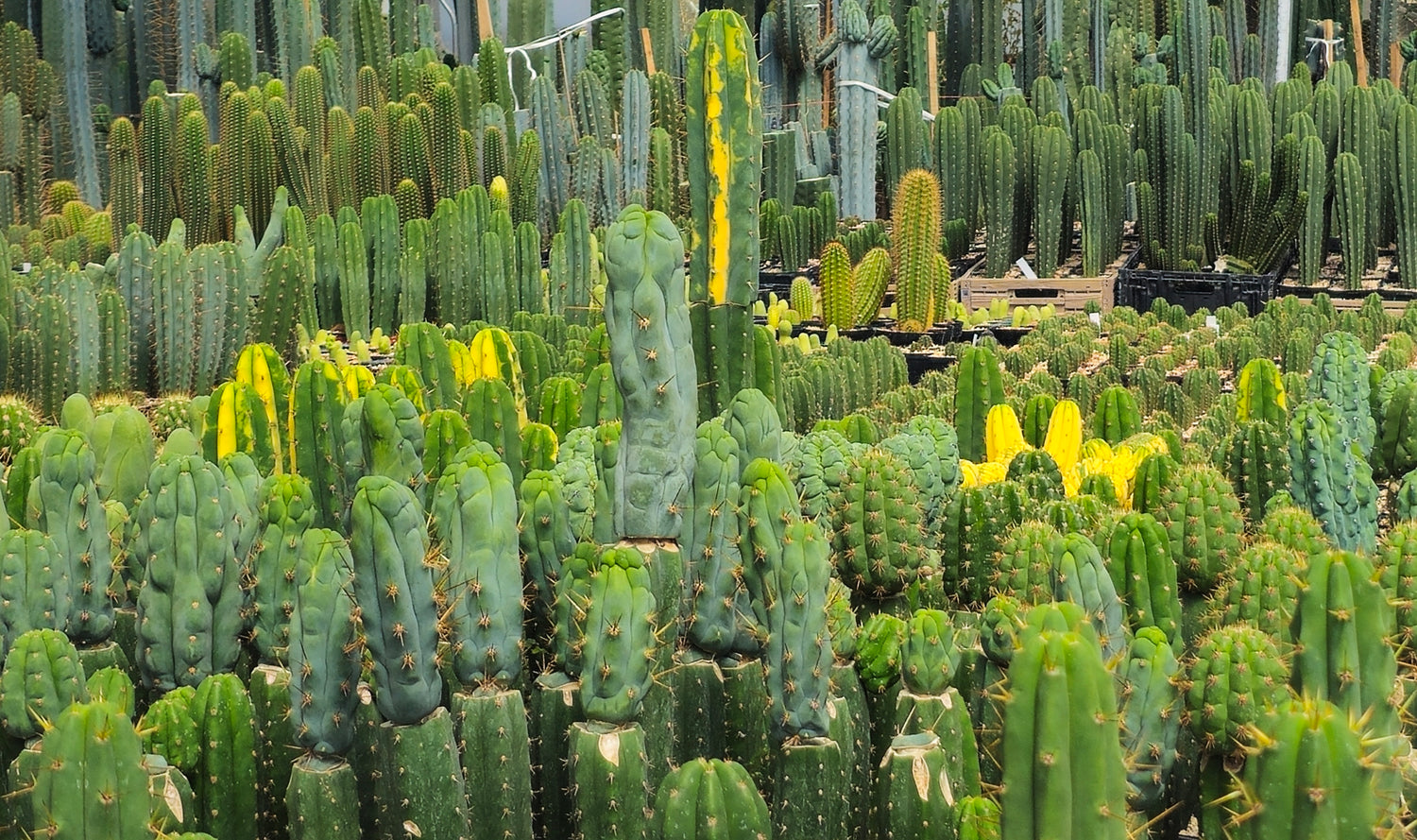 Trichocereus/Echinopsis