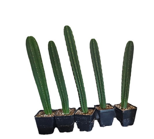 San Pedro Trichocereus/Echinopsis