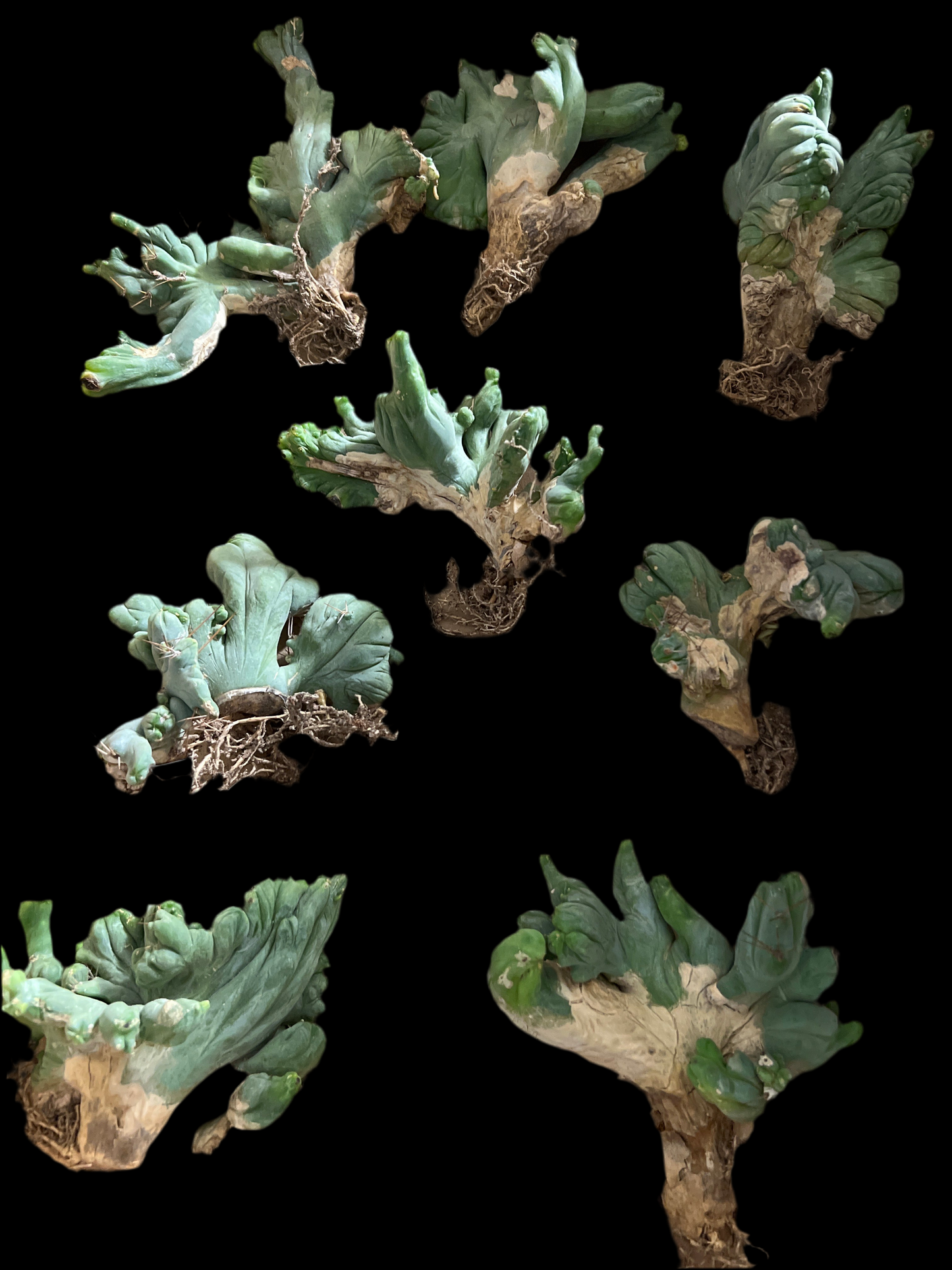 Trichocereus Bridgesii Monstrose Crested (TBM Crested) - Rooted Plant