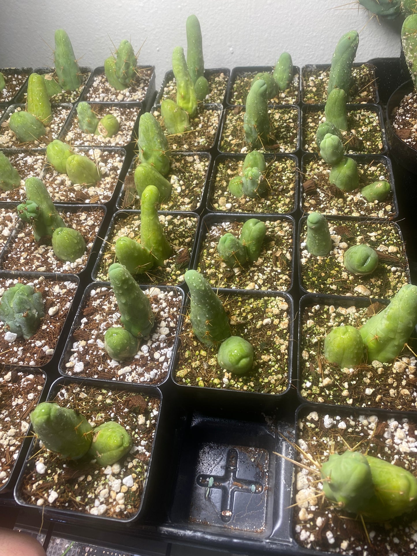 TBM Short Form (Penis Cactus) – 4” Pot