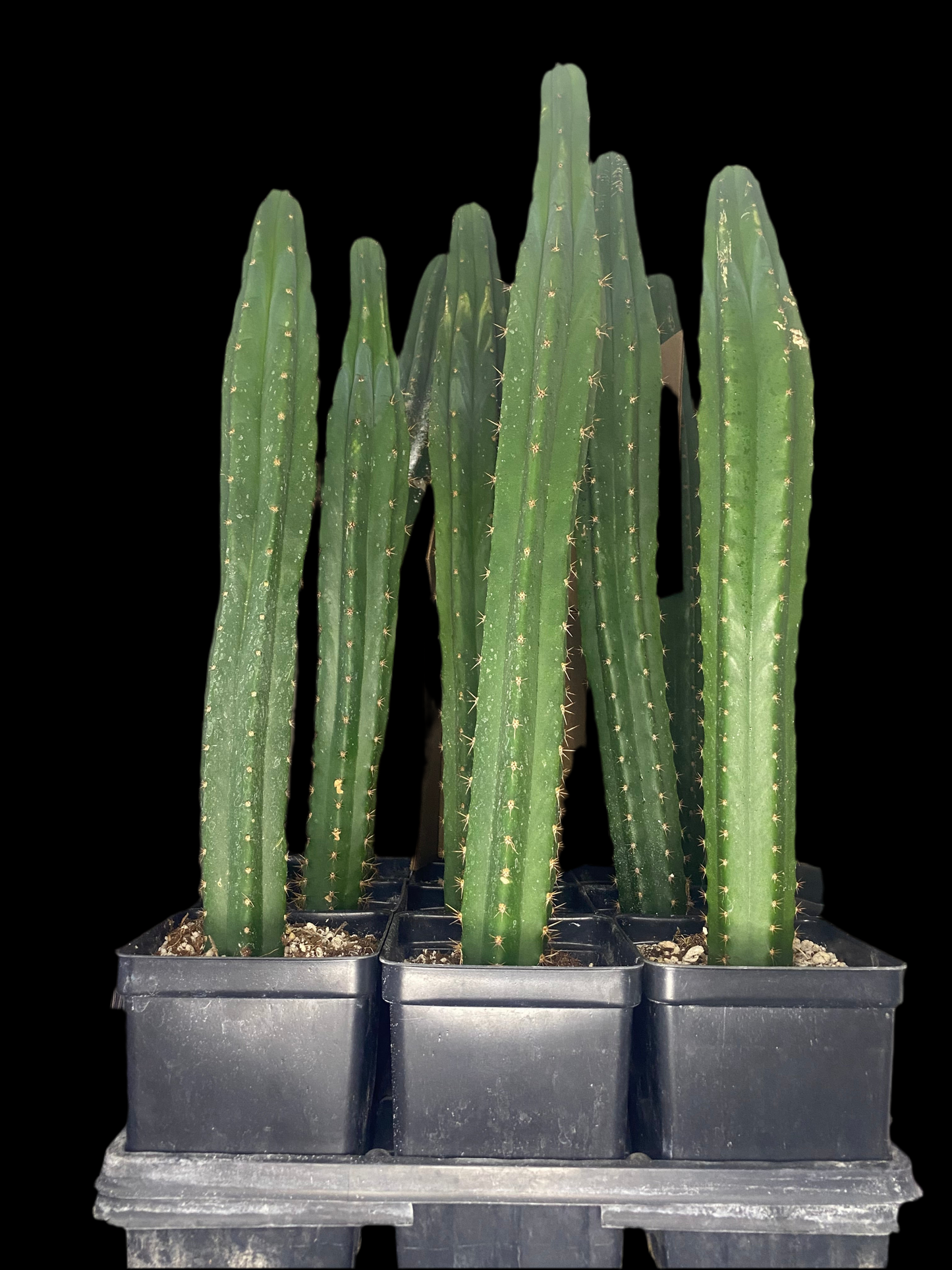 San Pedro Trichocereus/Echinopsis