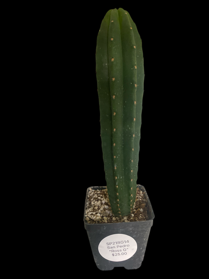 San Pedro Trichocereus/Echinopsis