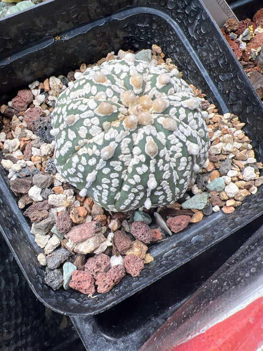 Larger Atrophytum L.Texanis 5-6yo