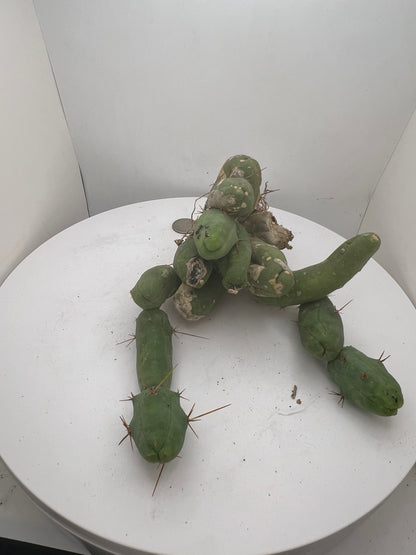 Trichocereus Bridgesii Monstrose (TBM Short Form) 13 nodes- Rooted Plant