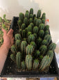 San Pedro needing repotting