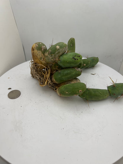 Trichocereus Bridgesii Monstrose (TBM Short Form) 13 nodes- Rooted Plant