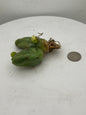 Trichocereus Bridgesii Monstrose (TBM Short Form) 3 nodes- Rooted Plant