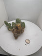 Trichocereus Bridgesii Monstrose (TBM Short Form) 13 nodes- Rooted Plant