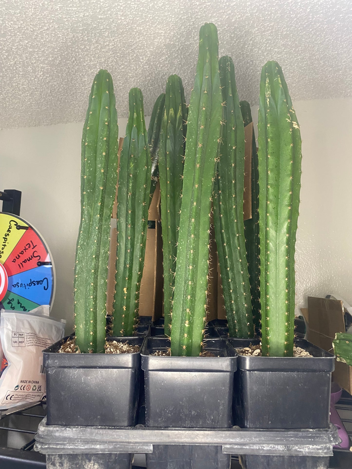 San Pedro Trichocereus/Echinopsis