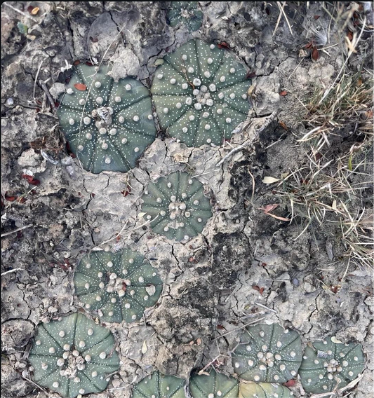 Astrophytum L. Texanis 3yo
