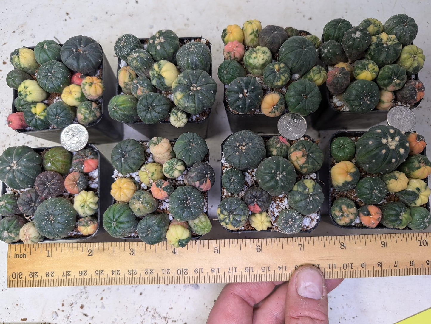 Astrophytum Asturias