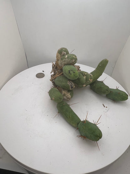 Trichocereus Bridgesii Monstrose (TBM Short Form) 13 nodes- Rooted Plant