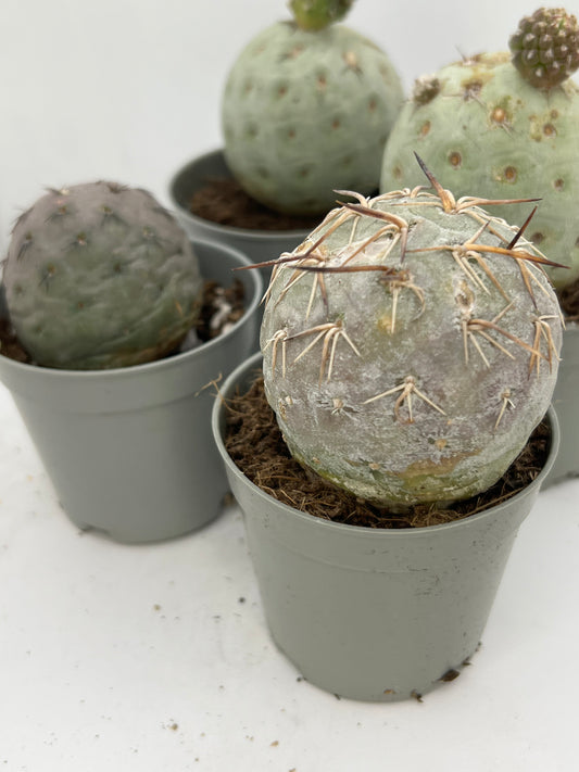 Tephrocactus Geometricus