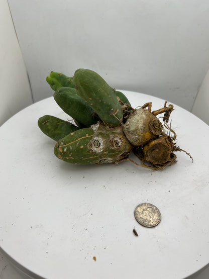 Trichocereus Bridgesii Monstrose (TBM Short Form) 8 nodes- Rooted Plant