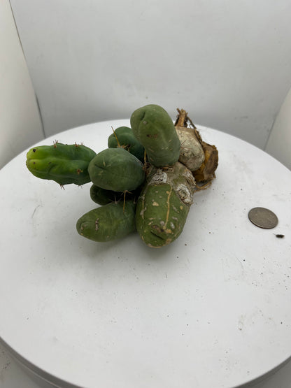 Trichocereus Bridgesii Monstrose (TBM Short Form) 8 nodes- Rooted Plant
