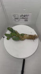 Trichocereus Bridgesii Monstrose (TBM Short Form) 10 nodes- Rooted Plant