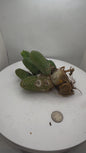 Trichocereus Bridgesii Monstrose (TBM Short Form) 8 nodes- Rooted Plant
