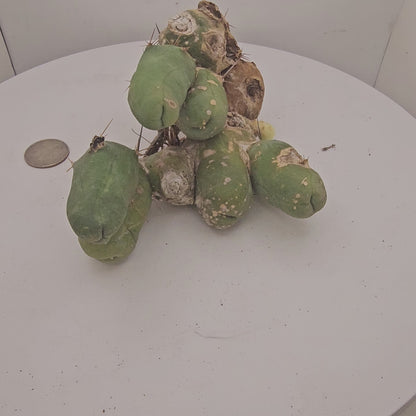 Trichocereus Bridgesii Monstrose (TBM Short Form) 9 nodes- Rooted Plant