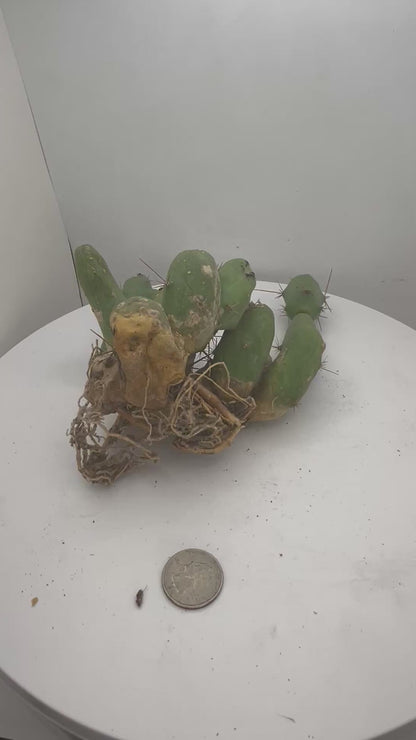 Trichocereus Bridgesii Monstrose (TBM Short Form) 13 nodes- Rooted Plant