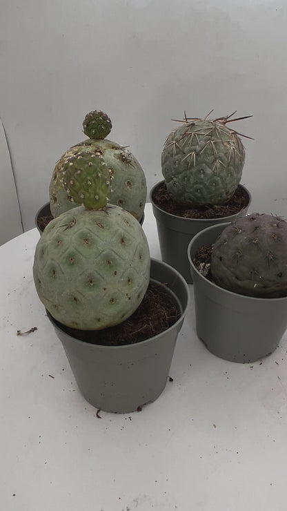 Tephrocactus Geometricus