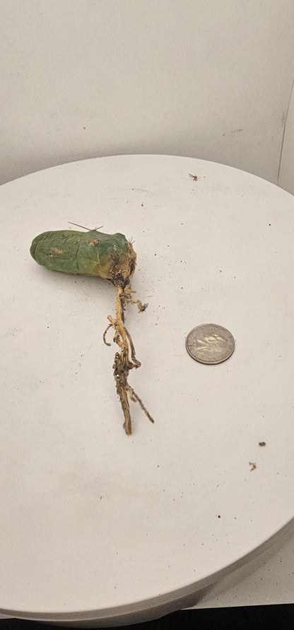 Trichocereus Bridgesii Monstrose (TBM Short Form) 1 nodes- Rooted Plant