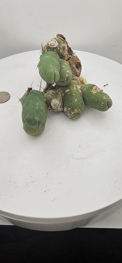 Trichocereus Bridgesii Monstrose (TBM Short Form) 9 nodes- Rooted Plant