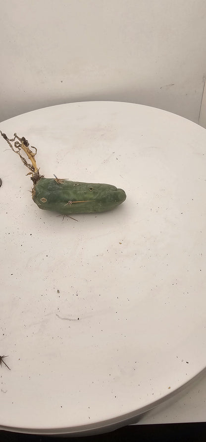 Trichocereus Bridgesii Monstrose (TBM Short Form) 1 nodes- Rooted Plant